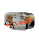 きつねちゃんのお家。（個別スタンプ：4）