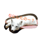 きつねちゃんのお家。（個別スタンプ：5）