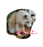 きつねちゃんのお家。（個別スタンプ：8）