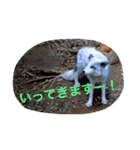 きつねちゃんのお家。（個別スタンプ：10）