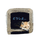 きつねちゃんのお家。（個別スタンプ：11）