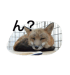 きつねちゃんのお家。（個別スタンプ：14）