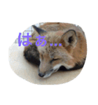 きつねちゃんのお家。（個別スタンプ：16）