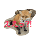 きつねちゃんのお家。（個別スタンプ：17）