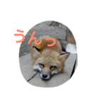 きつねちゃんのお家。（個別スタンプ：18）
