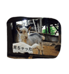 きつねちゃんのお家。（個別スタンプ：19）