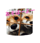 きつねちゃんのお家。（個別スタンプ：21）