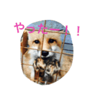きつねちゃんのお家。（個別スタンプ：23）