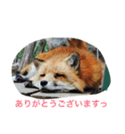 きつねちゃんのお家。（個別スタンプ：24）