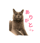 ねこにゃこ（個別スタンプ：1）