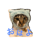 ねこにゃこ（個別スタンプ：2）