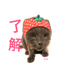 ねこにゃこ（個別スタンプ：3）