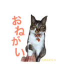 ねこにゃこ（個別スタンプ：4）