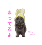 ねこにゃこ（個別スタンプ：6）
