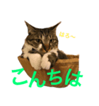 ねこにゃこ（個別スタンプ：7）