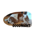 cavalier life（個別スタンプ：1）