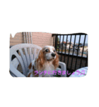 cavalier life（個別スタンプ：4）