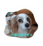 cavalier life（個別スタンプ：5）