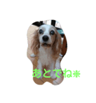 cavalier life（個別スタンプ：6）