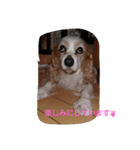 cavalier life（個別スタンプ：7）
