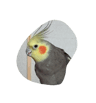 まるちゃんが。（個別スタンプ：1）