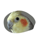 まるちゃんが。（個別スタンプ：6）