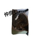 my cats 4 <3（個別スタンプ：1）