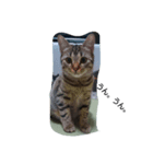 my cats 4 <3（個別スタンプ：3）
