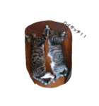 my cats 4 <3（個別スタンプ：7）