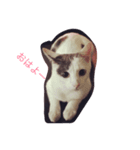 ムムオ（個別スタンプ：1）