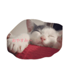 ムムオ（個別スタンプ：2）