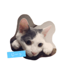 ムムオ（個別スタンプ：7）