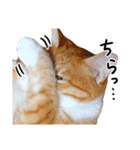 うちのねこ Vol.2（個別スタンプ：15）