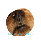 プードル日常会話（個別スタンプ：4）