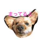 プードル日常会話（個別スタンプ：11）