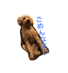 プードル日常会話（個別スタンプ：15）