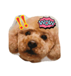 プードル日常会話（個別スタンプ：16）