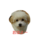 こまめのひとりごと（個別スタンプ：1）