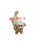 こまめのひとりごと（個別スタンプ：12）