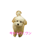 こまめのひとりごと（個別スタンプ：14）