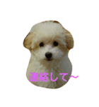 こまめのひとりごと（個別スタンプ：15）