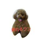 こまめのひとりごと（個別スタンプ：16）