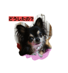 bibi＆chicchi＆kuuta（個別スタンプ：3）