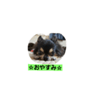 bibi＆chicchi＆kuuta（個別スタンプ：7）