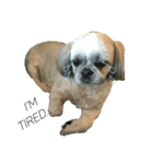 シーズー犬のダンテくん（個別スタンプ：1）