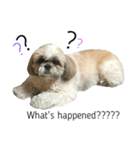 シーズー犬のダンテくん（個別スタンプ：3）