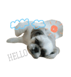 シーズー犬のダンテくん（個別スタンプ：6）
