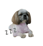 シーズー犬のダンテくん（個別スタンプ：7）