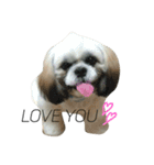 シーズー犬のダンテくん（個別スタンプ：8）