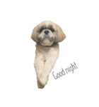 シーズー犬のダンテくん（個別スタンプ：10）